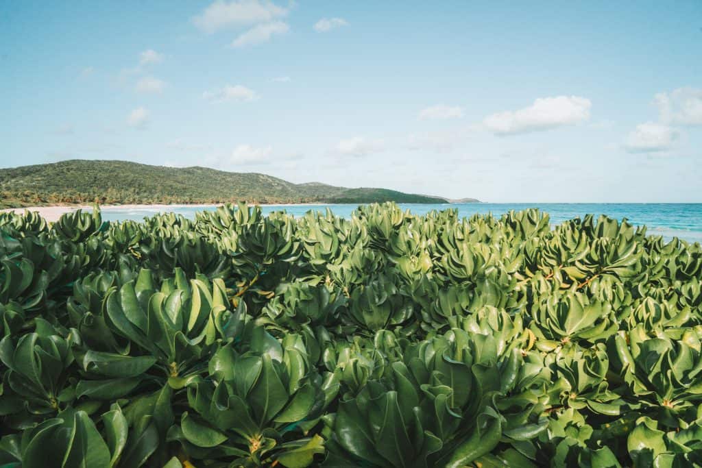 How to get to Flamenco Beach, Culebra. A top rated beach in the world is one not to be missed!